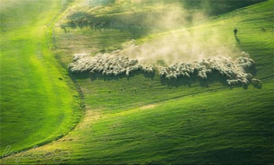 تصویری زیبا از چرای گوسفندان در مزارع ایتالیا