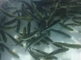 افزایش 20 درصدی تولید ماهیان گرم آبی و سردآبی در اردبیل
