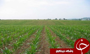 پيشرفت چشمگير طرح 550 هزار هکتاری کشاورزی خوزستان