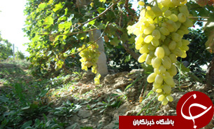 ساخت بزرگترین مجتمع آبیاری قطره‌ای باغ انگور در ملکان