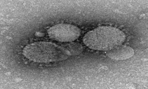 ابتلای سه نفر به ویروس مِرس در کره جنوبی