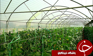 صادرات محصولات گلخانه‌ای استان یزد