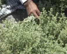 آب وهوای مساعد جنوب سیستان وبلوچستان زمینه ساز رشد گیاهان دارویی