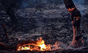 مهار آتش سوزی در جنگل های استان ایلام