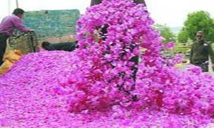 گلستان های خوی معطر از عطر گل محمدی