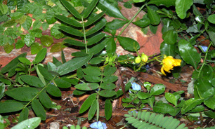 گیاهان هرباریوم جزو مواد اولیه مهم در صنعت داروسازی کشور هستند.