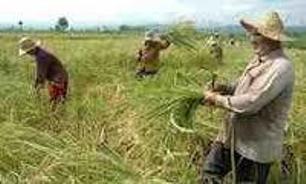 پرداخت بیش از یازده میلیارد ریال تسهیلات سرمازدگی سال 92 به کشاورزان سوادکوه شمالی
