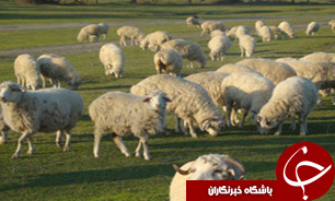 آغاز چرای دام در مراتع استان اصفهان