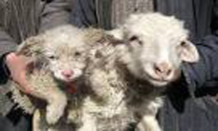 بدنیا آمدن یک سگ از یک گوسفند