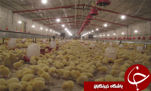 راه اندازی واحد توليد جوجه يک روزه مرغ اجداد گوشت