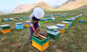 پیش بینی تولید یک هزار تن عسل در استان چهارمحال و بختیاری