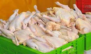 قیمت گوشت مرغ در سرازیری