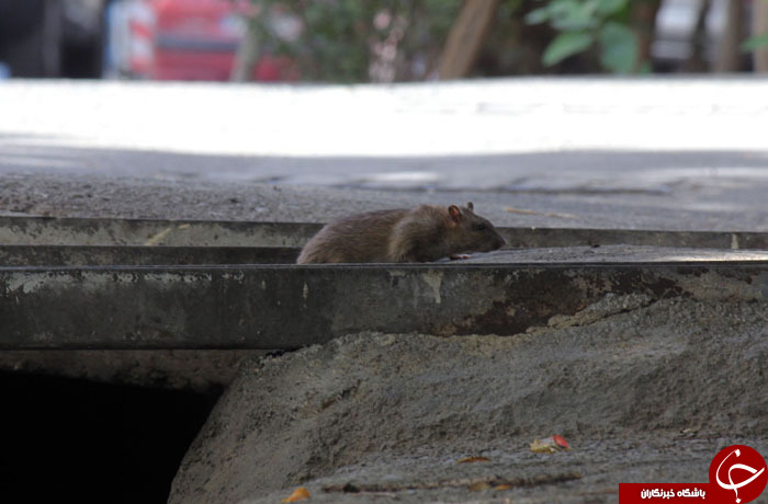 جولان موش های در خیابان های تهران