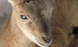 رها سازی یک بره میش کوهی در پارک ملی و پناهگاه حیات وحش قمیشلو