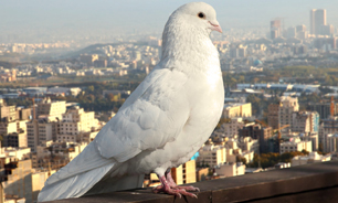 مرگ دلخراش جوان 23 ساله به خاطر یک کبوتر