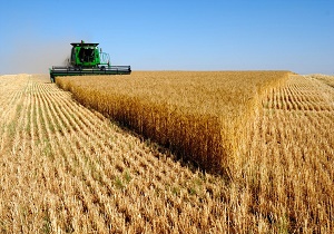 حمایت از گندم‌کاران در گرو افزایش تعرفه واردات گندم