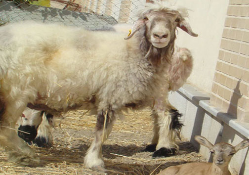 گوسفندی که «قوچ وحشی» زایید +عکس