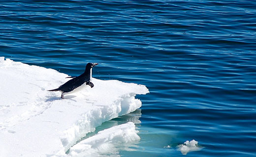 آب شدن یخ‌های قطب شمال، خوشحالی پنگوئن‌ها !  + تصاویر