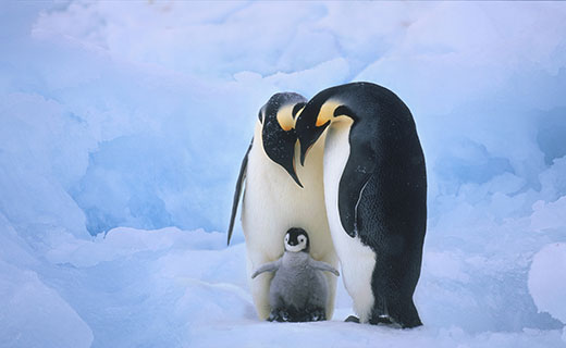 آب شدن یخ‌های قطب شمال، خوشحالی پنگوئن‌ها !  + تصاویر