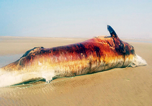 نهنگ نادر براید در سواحل دیر به گل نشست