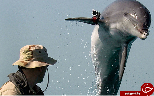 دلفین جاسوس در سواحل غزه +عکس
