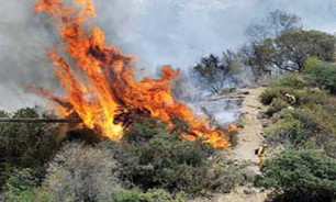 مهار آتش سوزی جنگل های چال سی و گل زرد دهلران