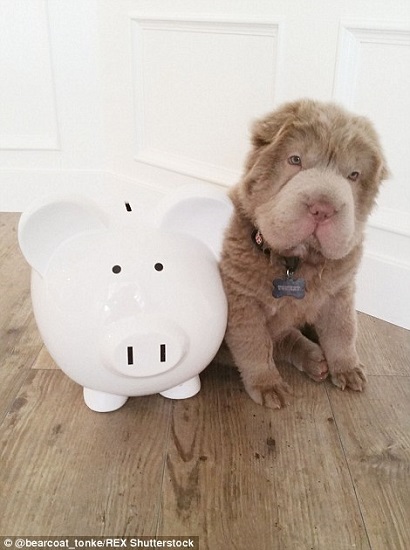 سگی محبوب در اینستاگرام