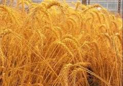 بارندگی مهمترین عامل افزایش تولید گندم در شهرستان بیله سوار