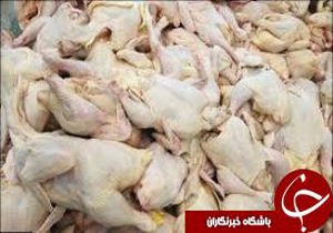 200 کیلو مرغ آلوده به باکتری سالمونلا در لالی