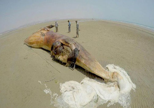 پیدا شدن نهنگ ۱۳ متری در سواحل بوشهر + تصاویر