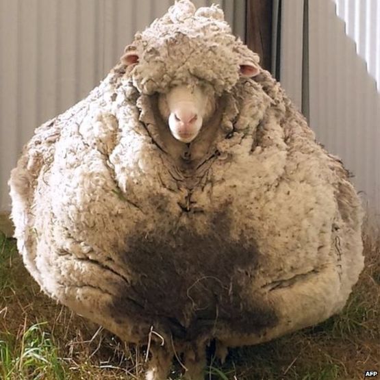 پشمالوترین گوسفند استرالیایی