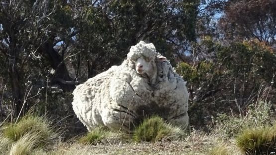 پشمالوترین گوسفند استرالیایی