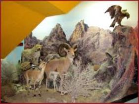 موزه حیات وحش بیرجند ، نمایشی شاخص و نادر از پوشش جانوری منطقه جنوب خراسان