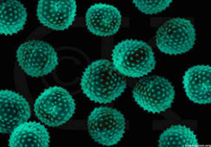 انتشار باکتری‌ها با دستمال‌های مربوط آنتی باکتریال