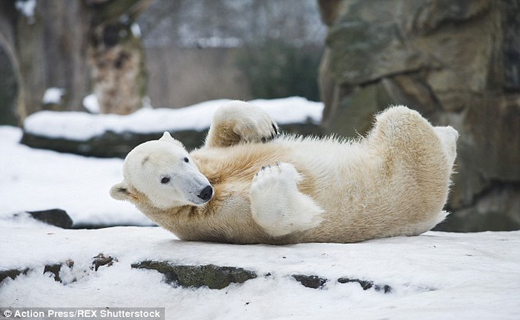 مرگ  بچه  خرس قطبی در کمال ناباوری+تصاویر
