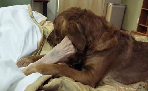 سوگواری سگ برای یک بیمارش + تصاویر