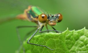فعالیت سه مرکز پرورش حشرات مفید در سمنان