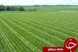 اختصاص 30 هکتار زمین برای آموزش کشاورزی از سوی آیت الله موسوی جزایری