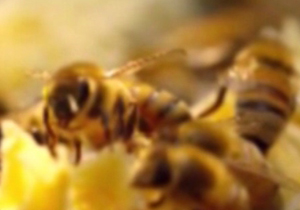 پرورش زنبور عسل در لرستان + فیلم