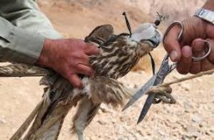 دستگیری متخلفان پرندگان شکاری در گمیشان