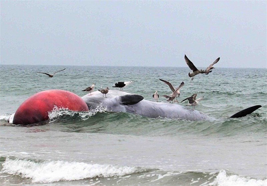 کشف لاشه نهنگ غول پیکر در سواحل ایرلند + تصاویر