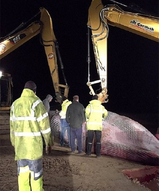 کشف لاشه نهنگ غول پیکر در سواحل ایرلند + تصاویر