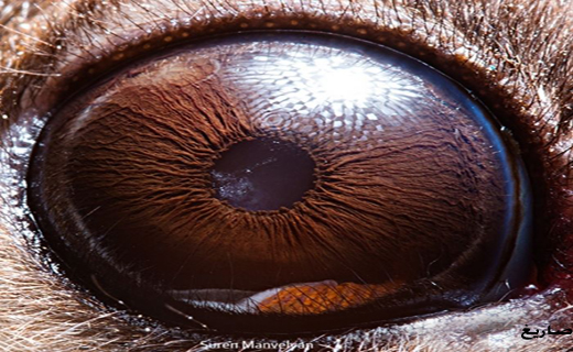 تصاویری خیره کننده از چشم حیوانات+ تصاویر
