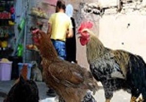 انتقال بازار پرنده‌فروشان قزوین