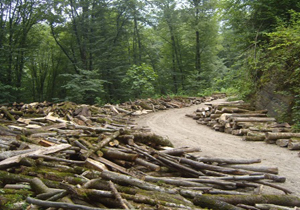 طرح تنفس جنگل مانع جنگل‌خواری می‌شود / درختان خشک و پوسیده سودی برای کشور ندارند