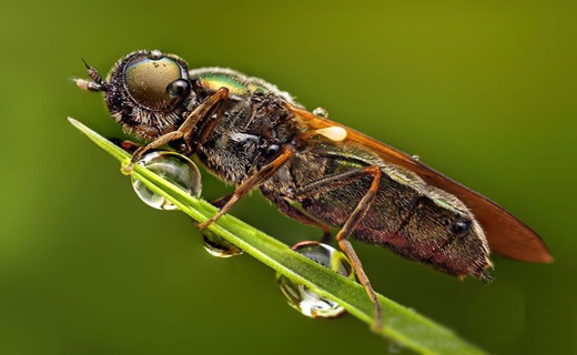 حشرات خیس به روایت تصویر+ تصاویر