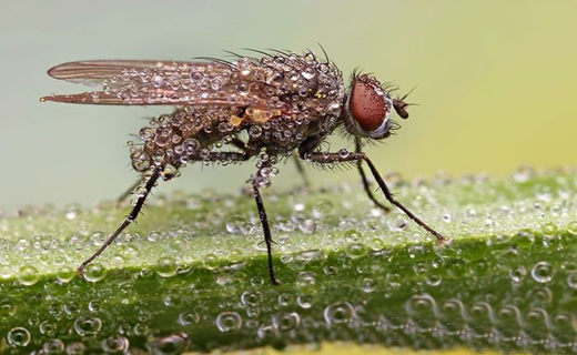 حشرات خیس به روایت تصویر+ تصاویر