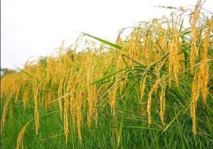 برداشت 2 هزار و 100 تن برنج سفید از مزارع شهرستان پارس آباد