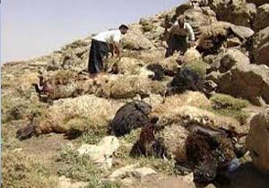 تلف و ناپدید شدن 90 گوسفند در روستای حصار حسینی بجنورد