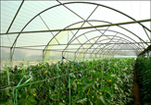 پیش بینی کشت توت فرنگی در 500 هکتار از مزارع بهنمیر
